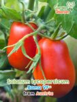 GardenShaman.eu - Solanum lycopersicum Roma VF Samen seeds