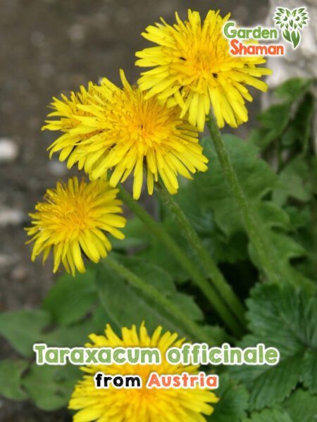 GardenShaman.eu - Taraxacum officinale Samen seeds