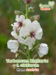 GardenShaman.eu – Verbascum blattaria albiflorum