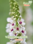 GardenShaman.eu - Verbascum phoeniceum Samen seeds