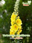 GardenShaman.eu – Verbascum densiflorum