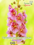 GardenShaman.eu - Verbascum phoeniceum Samen seeds