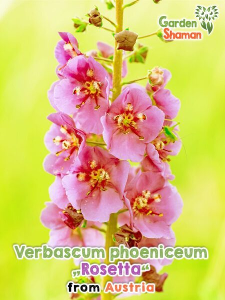 GardenShaman.eu - Verbascum phoeniceum Samen seeds