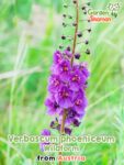 GardenShaman.eu – Verbascum phoeniceum Wildform