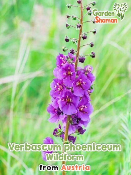 GardenShaman.eu - Verbascum phoeniceum дикая форма семена семена семена