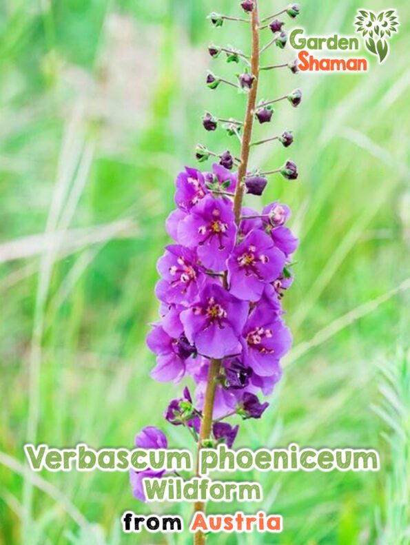 GardenShaman.eu - Verbascum phoeniceum Wildform Samen seeds