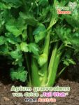 GardenShaman.eu - Apium graveolens Stangensellerie Tall Utah Samen seeds