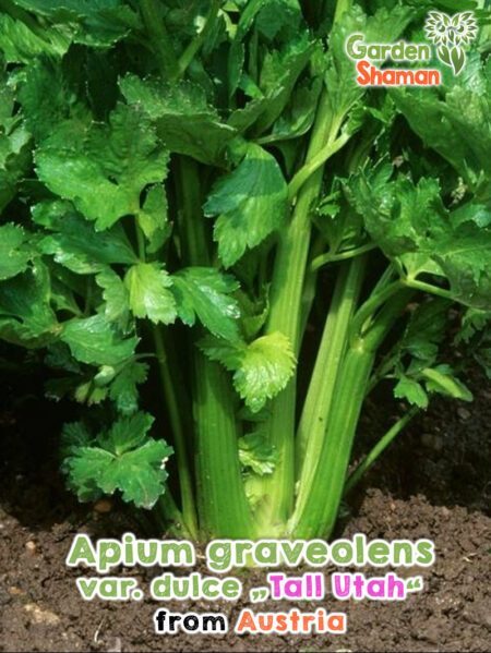 GardenShaman.eu - Apium graveolens Celery Tall Utah seeds seeds