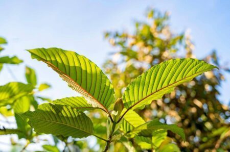 GardenShaman.eu - BLOG - Mitragyna speciosa Kratom Anbau Samen Infos seeds