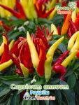 GardenShaman.eu – Capsicum annuum Poupila