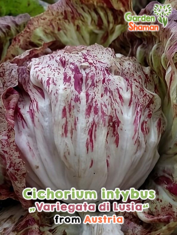 GardenShaman.eu - Cichorium intybus Variegata di Lusia Samen seeds