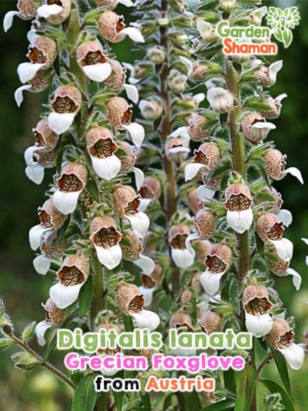 GardenShaman.eu - Digitalis lanata Grecian Foxglove