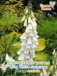 GardenShaman.eu - Digitalis purpurea Wild White Foxglove