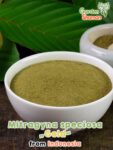 GardenShaman.eu – Mitragyna speciosa Gold