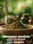 GardenShaman.eu - Kratom Red Dragon Mitragyna speciosa gemahlen Pulver