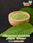 GardenShaman.eu – Mitragyna speciosa Super Green