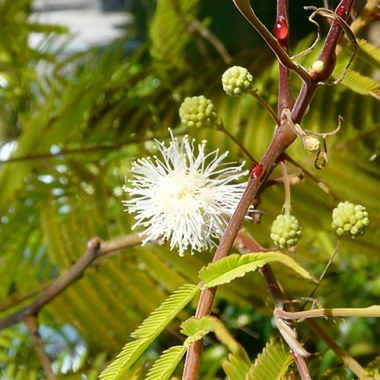 Plantas chamánicas en Europa: una investigación en profundidad