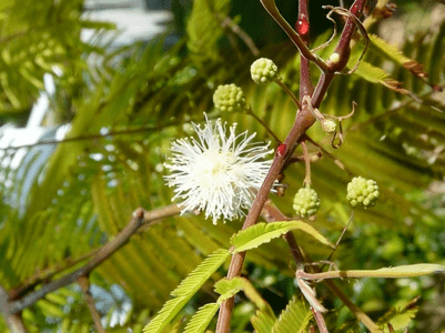 GardenShaman.eu - BLOG Anadenanthera peregrina seeds Samen