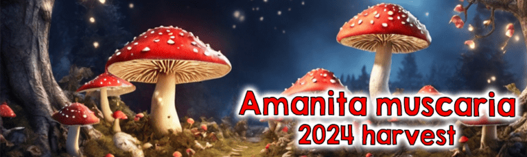 amanita muscaria mushroom harvest fliegenpilze 2024 a