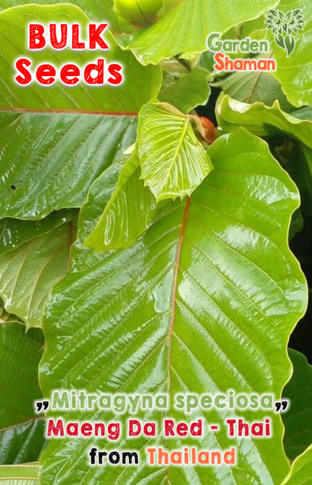 GardenShaman.eu - Mitragyna speciosa Red Maeng Da BULK seeds