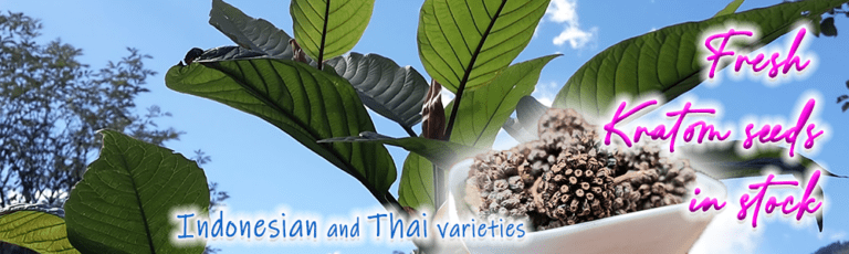 mitragyna speciosa kratom seeds banner_