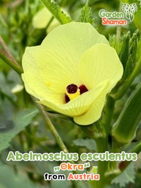 GardenShaman.eu - Abelmoschus esculentus Samen seeds