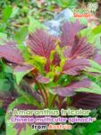 GardenShaman.eu - Amaranthus tricolor chinese multicolor spinach Samen seeds