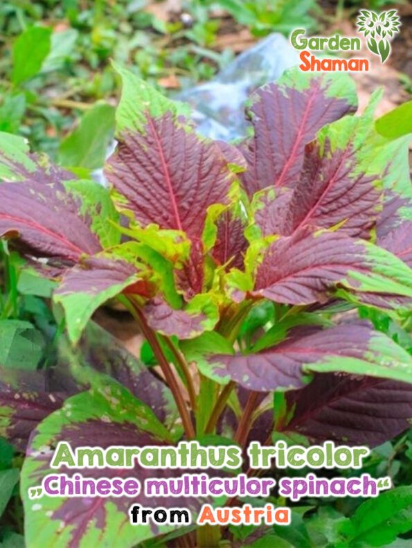 GardenShaman.eu - Amaranthus tricolor chinese multicolor spinach Samen seeds