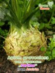 GardenShaman.eu – Apium graveolens var rapaceum Parthos