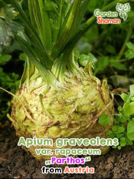 GardenShaman.eu - Apium graveolens var rapaceum Parthos Samen seeds