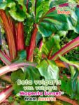 GardenShaman.eu - Beta vulgaris var vulgaris Magenta Sunset Samen seeds