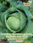 GardenShaman.eu – Brassica oleraca capitata var alba Golden Acre