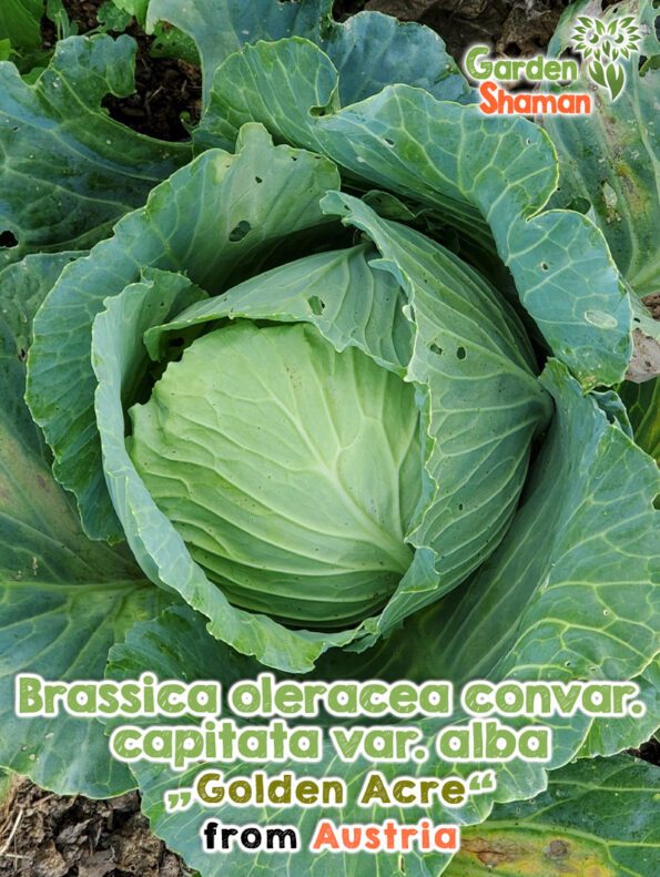 GardenShaman.eu - Brassica oleraca capitata var alba Golden Acre Samen seeds