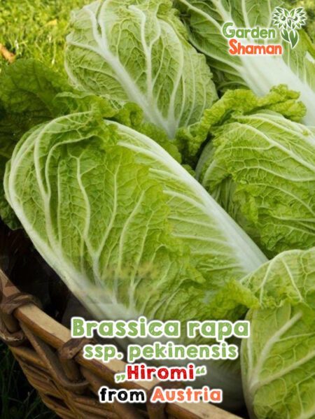 GardenShaman.eu - Brassica rapa ssp pekinensis Hiromi Samen seeds