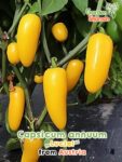 GardenShaman.eu - Capsicum annuum Luciel Samen seeds