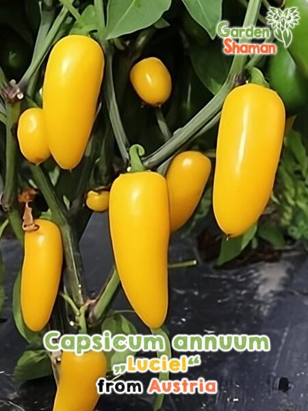 GardenShaman.eu - Capsicum annuum Luciel seeds seeds