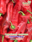 GardenShaman.eu – Capsicum annuum Sweet Palena