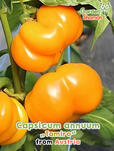 GardenShaman.eu - Capsicum annuum Tamiro Samen seeds