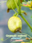 GardenShaman.eu - Cucumis sativus Limona Samen seeds