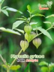 GardenShaman.eu - Physalis grisea Samen seeds