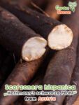 GardenShaman.eu - Scorzonera hispanica Hoffmanns schwarze Pfahl Samen seeds