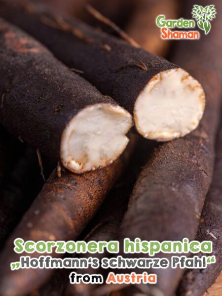 GardenShaman.eu - Scorzonera hispanica Hoffmann's black stake seeds semi di Scorzonera hispanica Hoffmann's black stake seeds