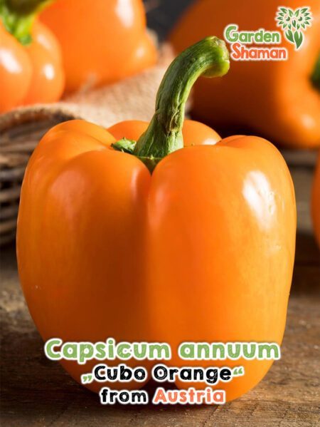 GardenShaman.eu - Capsium annuum Cubo Orange Samen seeds