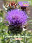 GardenShaman.eu - Cynara cardunculus