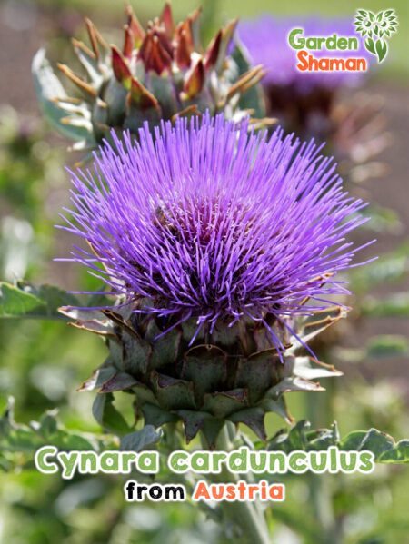 GardenShaman.eu - Cynara cardunculus semi semi