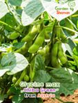 GardenShaman.eu – Glycine Max Chiba Green