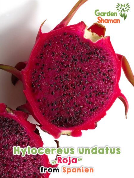 GardenShaman.eu - Hylocereus undatus Roja seeds Samen