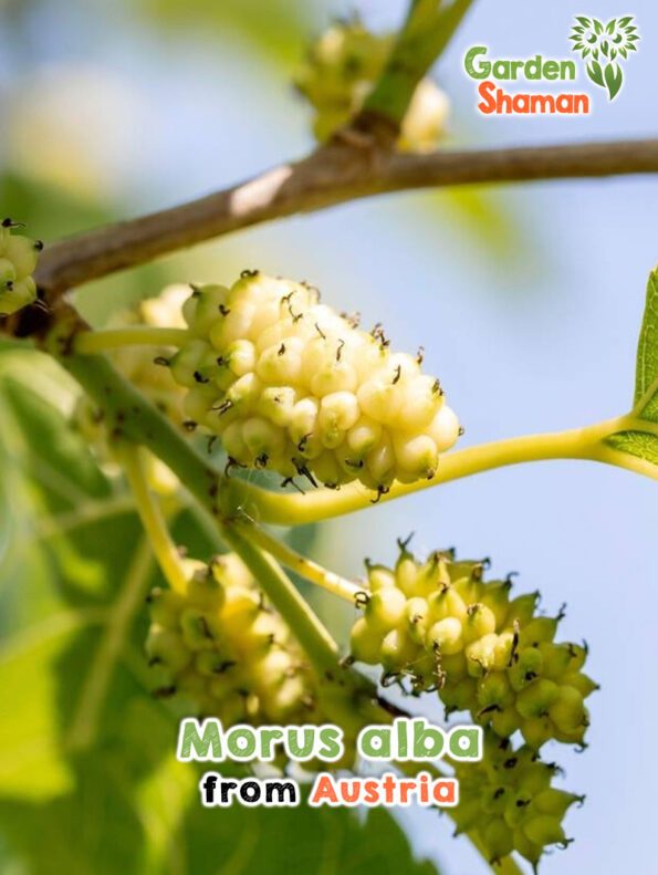 GardenShaman.eu - Morus alba seeds seeds