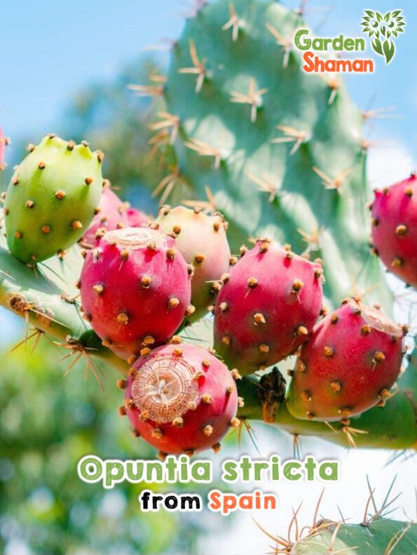 GardenShaman.eu - Opuntia stricta Samen seeds Feigenkaktus