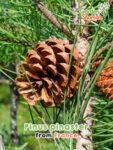 GardenShaman.eu – Pinus pinaster